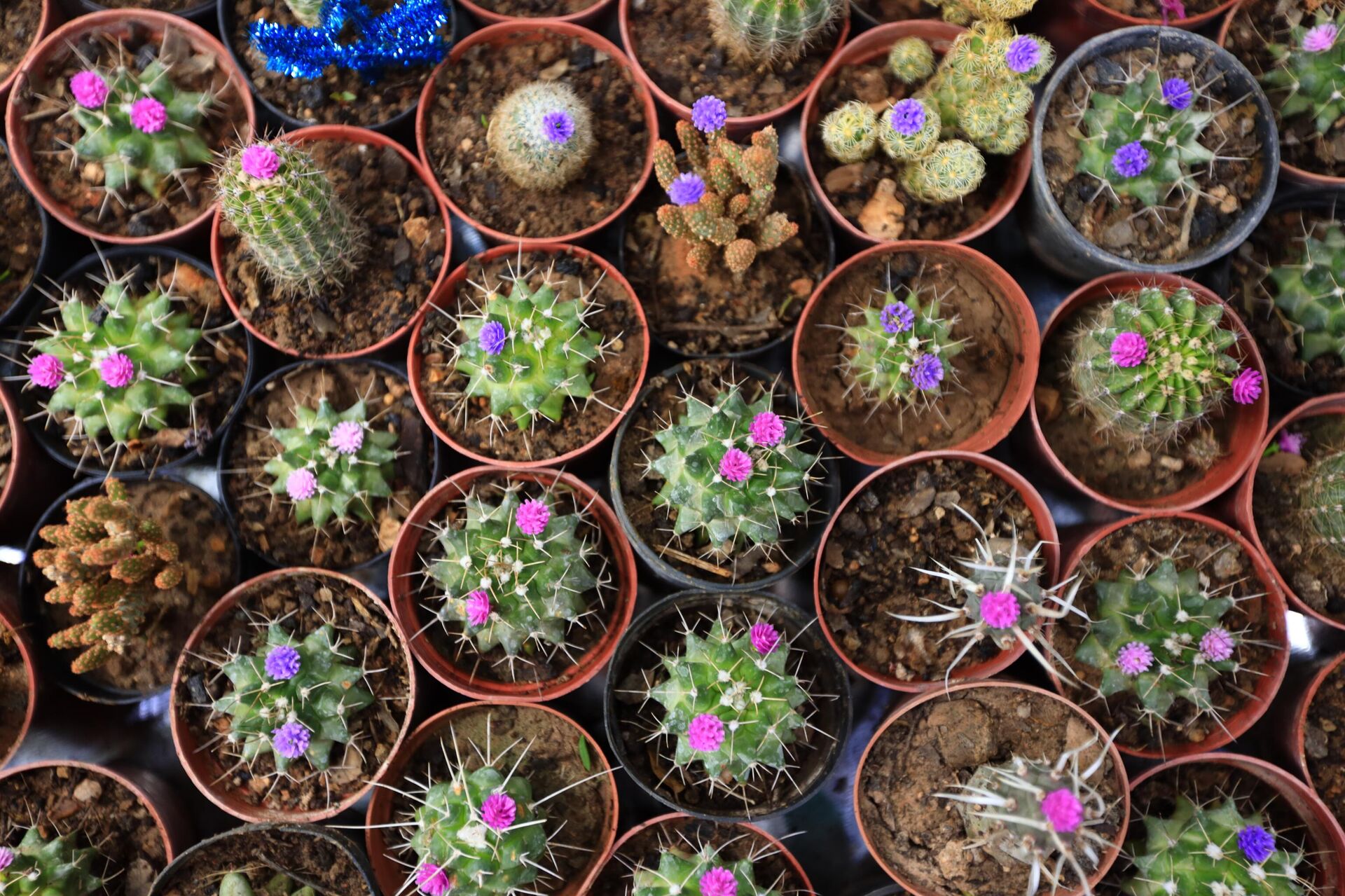 معرض الزهور السوري الدولي يمزج التراث بالفن - سبوتنيك عربي, 1920, 25.06.2022