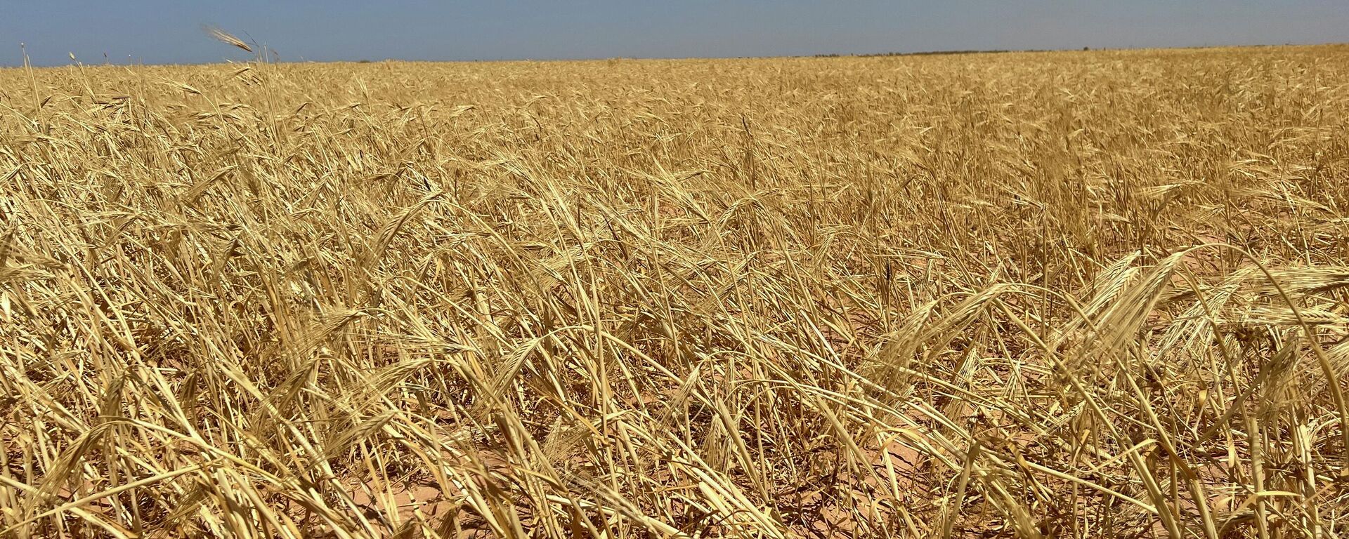 حصاد القمح في ليبيا - سبوتنيك عربي, 1920, 02.04.2023