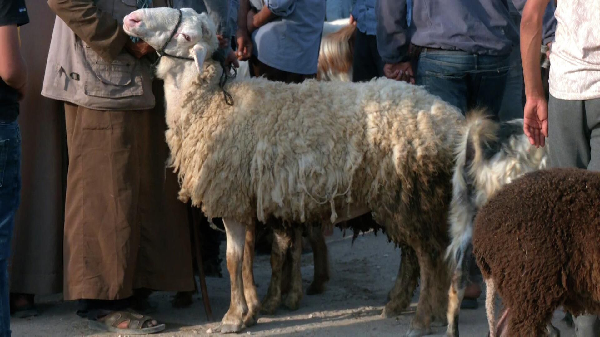انخفاض الإقبال على شراء أضاحي العيد في قطاع غزة  - سبوتنيك عربي, 1920, 08.07.2022