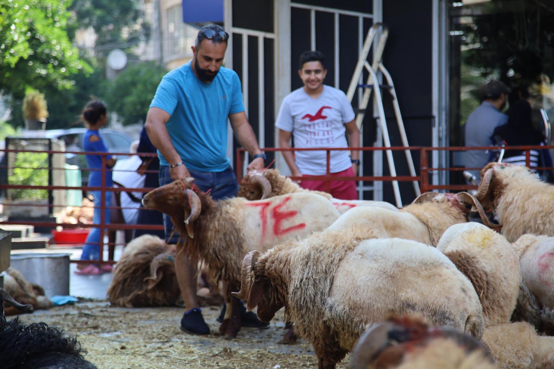 لبنان... أضاحي العيد أسعارها عادية للمغتربين ونارية على المقيمين - سبوتنيك عربي, 1920, 09.07.2022