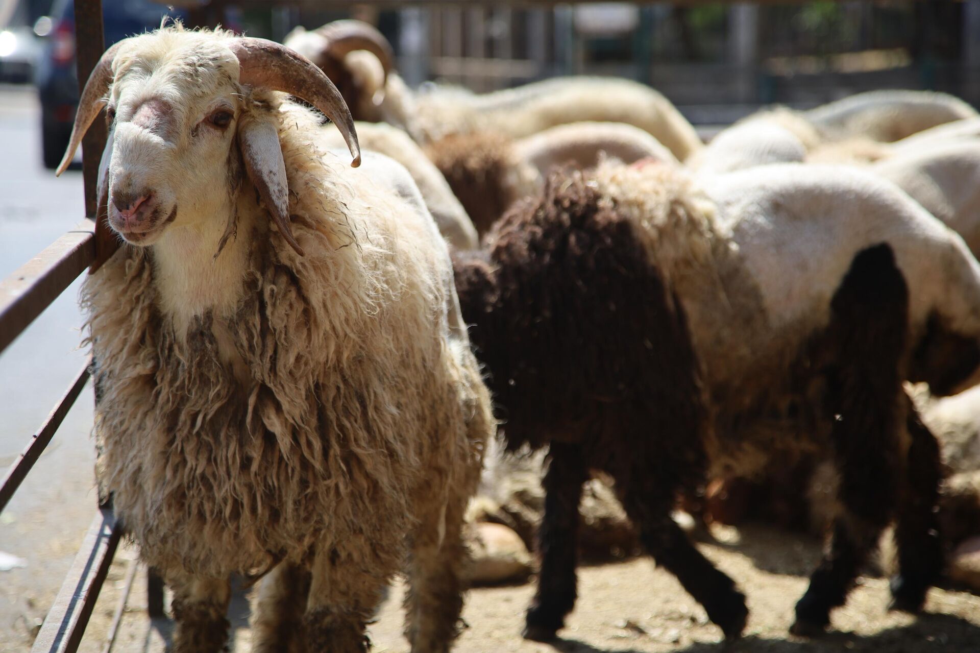 لبنان... أضاحي العيد أسعارها عادية للمغتربين ونارية على المقيمين - سبوتنيك عربي, 1920, 09.07.2022