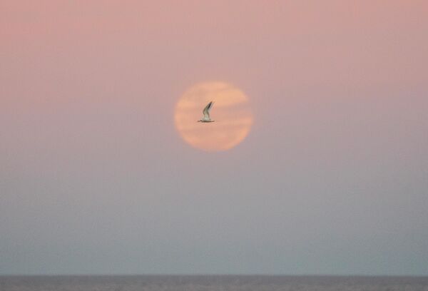 طائر النورس يطير على خلفية القمر العملاق في مونتيفيديو، أوروغواي، 13 يوليو 2022. - سبوتنيك عربي
