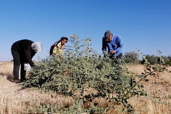 القبار... من رحم الطبيعة يولد رزق سكان ريف حمض الشرقي القبار... من رحم الطبيعة يولد رزق سكان ريف حمض الشرقي - سبوتنيك عربي
