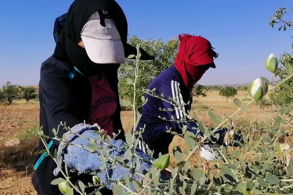 القبار... من رحم الطبيعة يولد رزق سكان ريف حمض الشرقي القبار... من رحم الطبيعة يولد رزق سكان ريف حمض الشرقي - سبوتنيك عربي