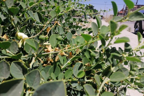 القبار... من رحم الطبيعة يولد رزق سكان ريف حمض الشرقي القبار... من رحم الطبيعة يولد رزق سكان ريف حمض الشرقي - سبوتنيك عربي