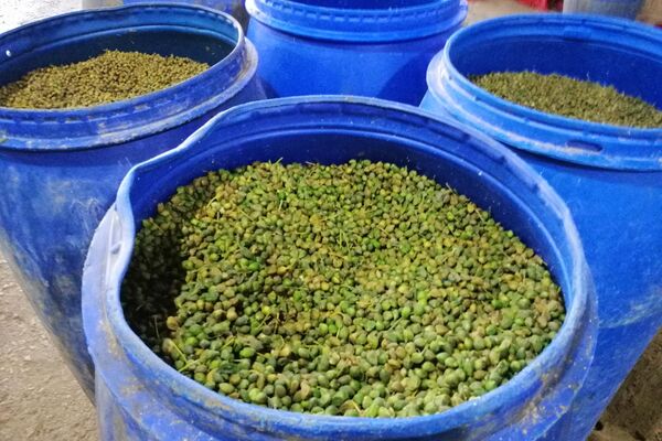 القبار... من رحم الطبيعة يولد رزق سكان ريف حمض الشرقي القبار... من رحم الطبيعة يولد رزق سكان ريف حمض الشرقي - سبوتنيك عربي