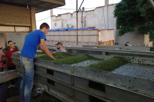 القبار... من رحم الطبيعة يولد رزق سكان ريف حمض الشرقي القبار... من رحم الطبيعة يولد رزق سكان ريف حمض الشرقي - سبوتنيك عربي