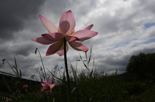 أزهار اللوتس من نوع كوماروف (نيلم جوزي) على بحيرة بالقرب من أوسوريسك في بريمورسكي كراي، روسيا 4 أغسطس 2022 - سبوتنيك عربي