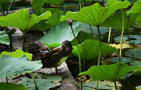 أزهار اللوتس من نوع كوماروف (نيلم جوزي) على بحيرة بالقرب من أوسوريسك في بريمورسكي كراي، روسيا 4 أغسطس 2022 - سبوتنيك عربي