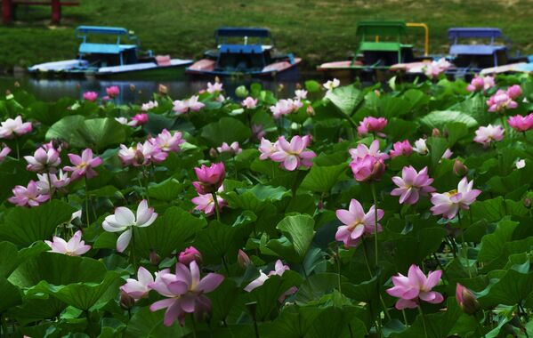 أزهار اللوتس من نوع كوماروف (نيلم جوزي) على بحيرة بالقرب من أوسوريسك في بريمورسكي كراي، روسيا 4 أغسطس 2022 - سبوتنيك عربي