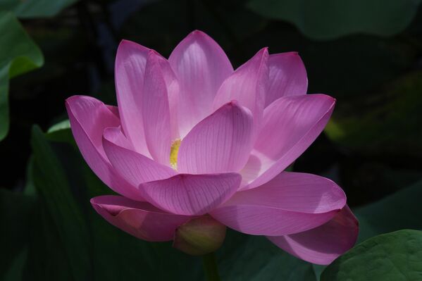 أزهار اللوتس من نوع كوماروف (نيلم جوزي) على بحيرة بالقرب من أوسوريسك في بريمورسكي كراي، روسيا 4 أغسطس 2022 - سبوتنيك عربي