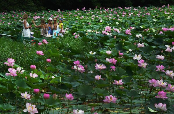 أزهار اللوتس من نوع كوماروف (نيلم جوزي) على بحيرة بالقرب من أوسوريسك في بريمورسكي كراي، روسيا 4 أغسطس 2022 - سبوتنيك عربي