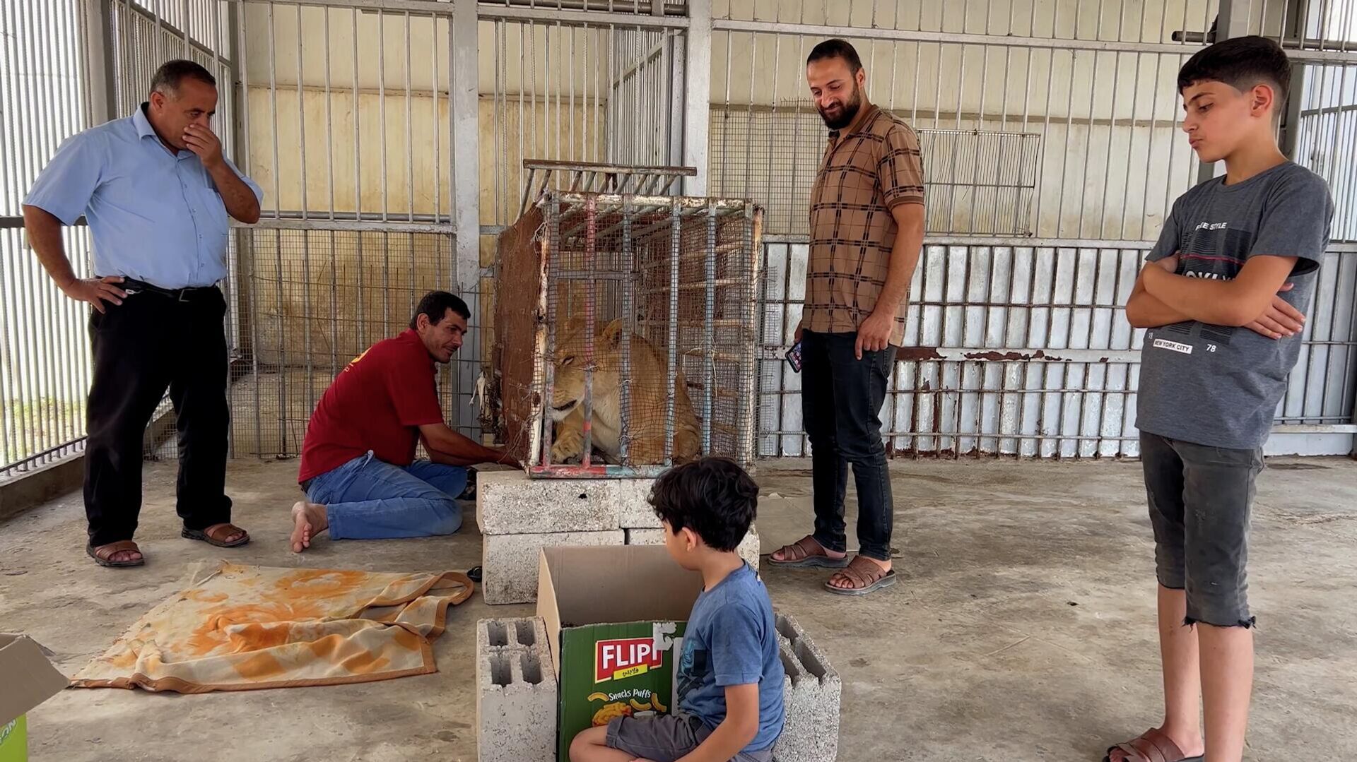 3 أشبال أسود تصارع للبقاء على قيد الحياة في غزة  - سبوتنيك عربي, 1920, 24.08.2022