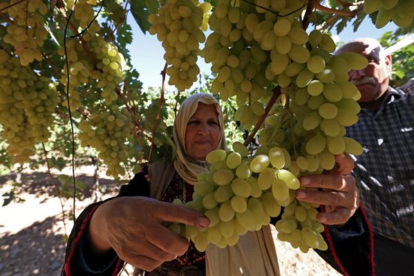 الفلسطيني عبد اللطيف كراجه وزوجته نبيهة يحضران حلويات الملبن التقليدية المصنوعة من عصير العنب، في قرية حلحول بالقرب من مدينة الخليل بالضفة الغربية المحتلة، 12 سبتمبر 2022. - سبوتنيك عربي