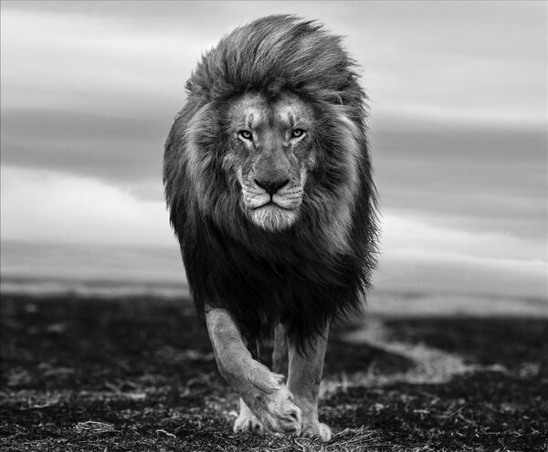 لقطة من سلسلة "كان يا مكان"  للمصور الألماني لارس بوسكير، الحائز على جائزة مصور الطبيعة لهذا العام في مسابقة جوائز التصوير الدولية 2022  لا شيء في هذا العالم لا يمكن استرجاعه مثل جمال طبيعتنا. سكنت الحيوانات كوكبنا منذ آلاف السنين. الآن، العديد من أنواع الحيوانات مهددة بالانقراض، وهذا يرجع فقط إلى جشع الإنسان في الربح. الصراع بين الإنسان والحيوان دائمًا خاسر واحد فقط. انظر في عيون الحيوانات البرية في بيئتها الطبيعية، من فضلك: الأرض هدية! دعونا نحافظ عليها لأحفاد أحفادنا يمكنهم رؤية هذه المخلوقات الرائعة في البرية، كما نفعل نحن، وليس فقط العثور عليها في الأفلام الوثائقية وكتب التاريخ مع العنوان "كان يا مكان". - سبوتنيك عربي