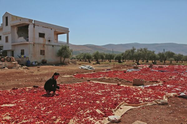 فتاة تنتشر فلفلا حارا محصودا ليجف في بلدة محمبل بريف إدلب الجنوبي شمال غربي سوريا، 19 سبتمبر  2022. - سبوتنيك عربي