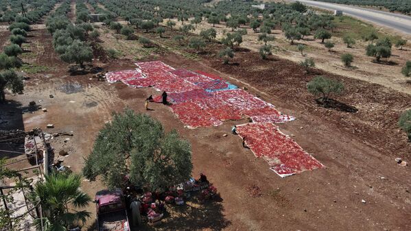 مشهد جوي يظهر سوريين يفرشون الفلفل الحار المحصود ليجف في بلدة محمبل بريف إدلب، سوريا 19 سبتمبر 2022. - سبوتنيك عربي