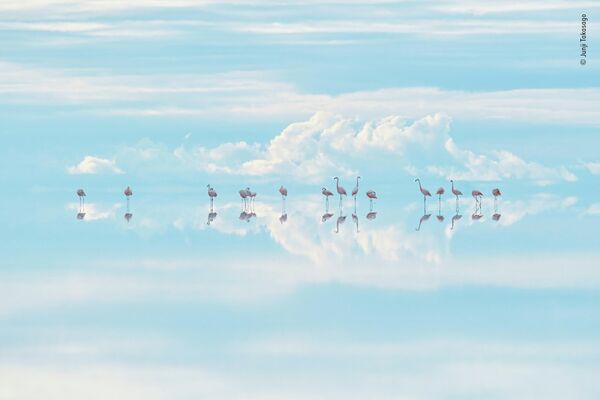 صورة بعنوان "طيور النحام السماوية" للمصور الياباني جونجي تاكاساغو، الفائز في فئة "الفنون الطبيعية" في مسابقة "جوائز مصور الحياة البرية للعام 58" تسلل جونجي نحو مجموعة طيور النحام التشيلية التي كانت تنهض. قام بتأطير تصميم الرقصات الخاصة بهم داخل السحب المنعكسة، وقد قاوم رهاب المرتفعات لالتقاط هذا المشهد الذي يشبه الحلم. تقع سالار دي أويوني في أعالي جبال الأنديز، وهي أكبر مقلاة ملح في العالم. وهي أيضًا واحدة من أكبر مناجم الليثيوم في بوليفيا، والتي تهدد مستقبل طيور النحام هذه. يستخدم الليثيوم في بطاريات الهواتف وأجهزة الكمبيوتر المحمولة. معًا يمكننا المساعدة في تقليل الطلب عن طريق إعادة تدوير الإلكترونيات القديمة. - سبوتنيك عربي