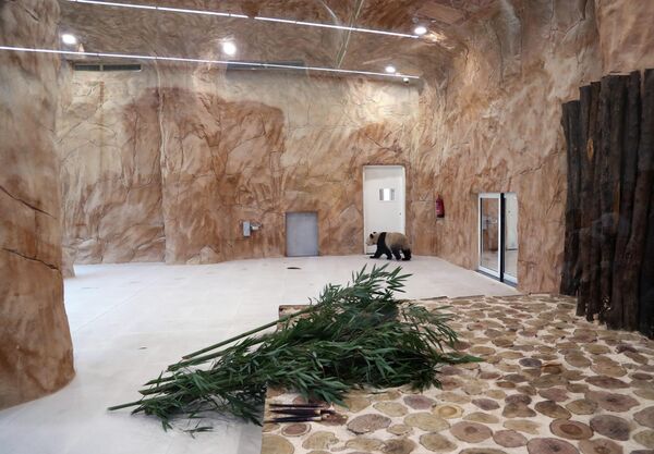 باندا عملاقة صينية في حظيرة في حديقة الباندا في الخور، قطر 19 أكتوبر 2022. - سبوتنيك عربي