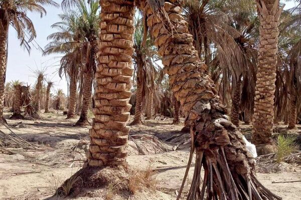 عمال ومسؤولو مركز الإكثار في مدينة البوكمال على الحدود السورية العراقية عمال ومسؤولو مركز الإكثار في مدينة البوكمال على الحدود السورية العراقية - سبوتنيك عربي