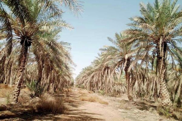 عمال ومسؤولو مركز الإكثار في مدينة البوكمال على الحدود السورية العراقية عمال ومسؤولو مركز الإكثار في مدينة البوكمال على الحدود السورية العراقية - سبوتنيك عربي