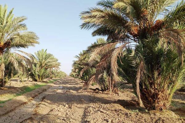 عمال ومسؤولو مركز الإكثار في مدينة البوكمال على الحدود السورية العراقية عمال ومسؤولو مركز الإكثار في مدينة البوكمال على الحدود السورية العراقية - سبوتنيك عربي