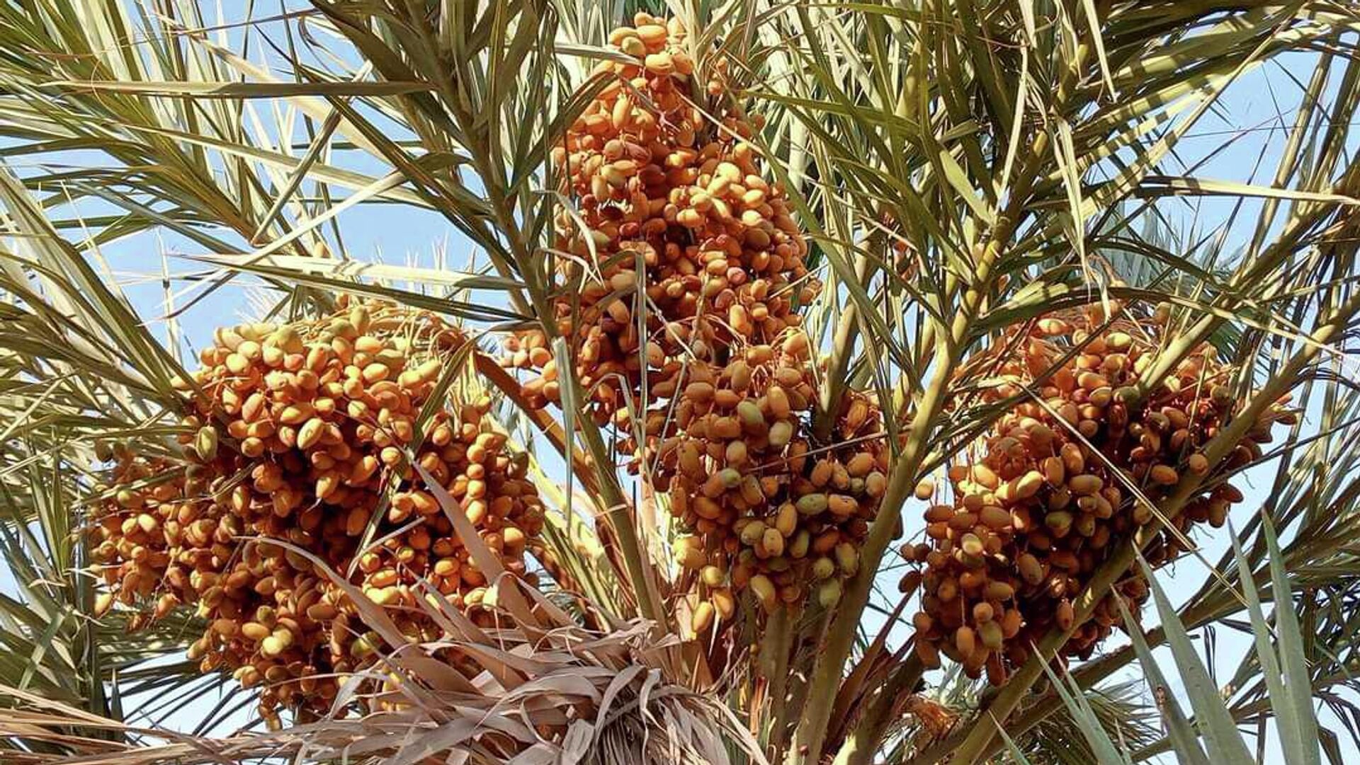 عمال ومسؤولو مركز الإكثار في مدينة البوكمال على الحدود السورية العراقية عمال ومسؤولو مركز الإكثار في مدينة البوكمال على الحدود السورية العراقية - سبوتنيك عربي, 1920, 24.10.2022