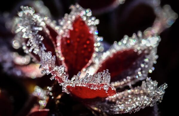 أوراق شجيرة البرباريس مغطاة بالصقيع في حديقة خارج موسكو في الصباح الباكر، حيث انخفضت درجات حرارة الهواء في العاصمة الروسية إلى ما دون الصفر أثناء الليل، 25 أكتوبر 2022  - سبوتنيك عربي