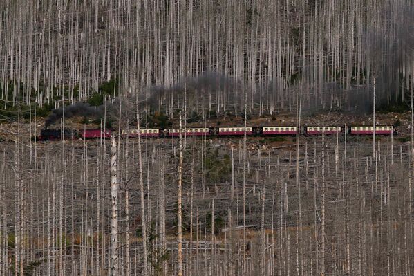 قطار بخاري يمر عبر غابة دمرتها خنفساء اللحاء والجفاف، في جبال هارتس بالقرب من محطة القطار في شيرك، ألمانيا، 23 أكتوبر 2022. - سبوتنيك عربي