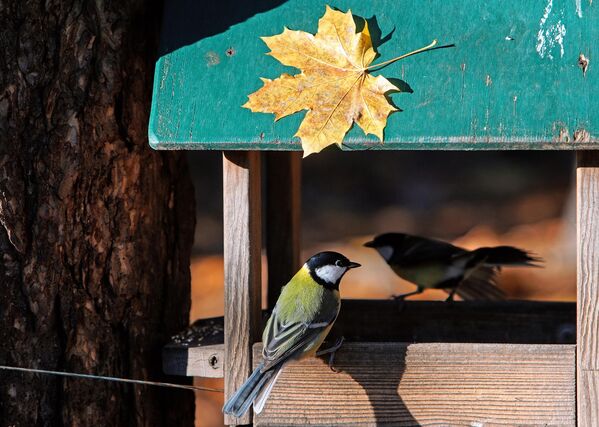 طائر الباروس في حديقة سوسنوفكا في سانت بطرسبرغ، روسيا 30 أكتوبر 2022 - سبوتنيك عربي