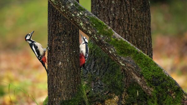 نقار الخشب يتشبثون بجذع شجرة في يوم خريفي في تالين، إستونيا، 18 أكتوبر 2022. - سبوتنيك عربي