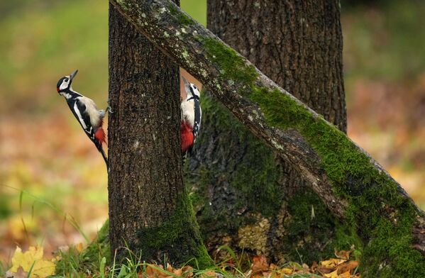 نقار الخشب يتشبثون بجذع شجرة في يوم خريفي في تالين، إستونيا، 18 أكتوبر 2022. - سبوتنيك عربي