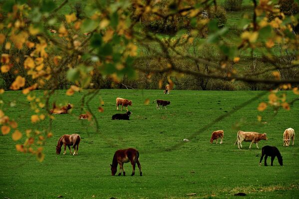 أبقار وخيول ترعى في مرعى أخضر في يوم خريفي بالقرب من ريانو، شمال إسبانيا، 29 أكتوبر 2022. - سبوتنيك عربي