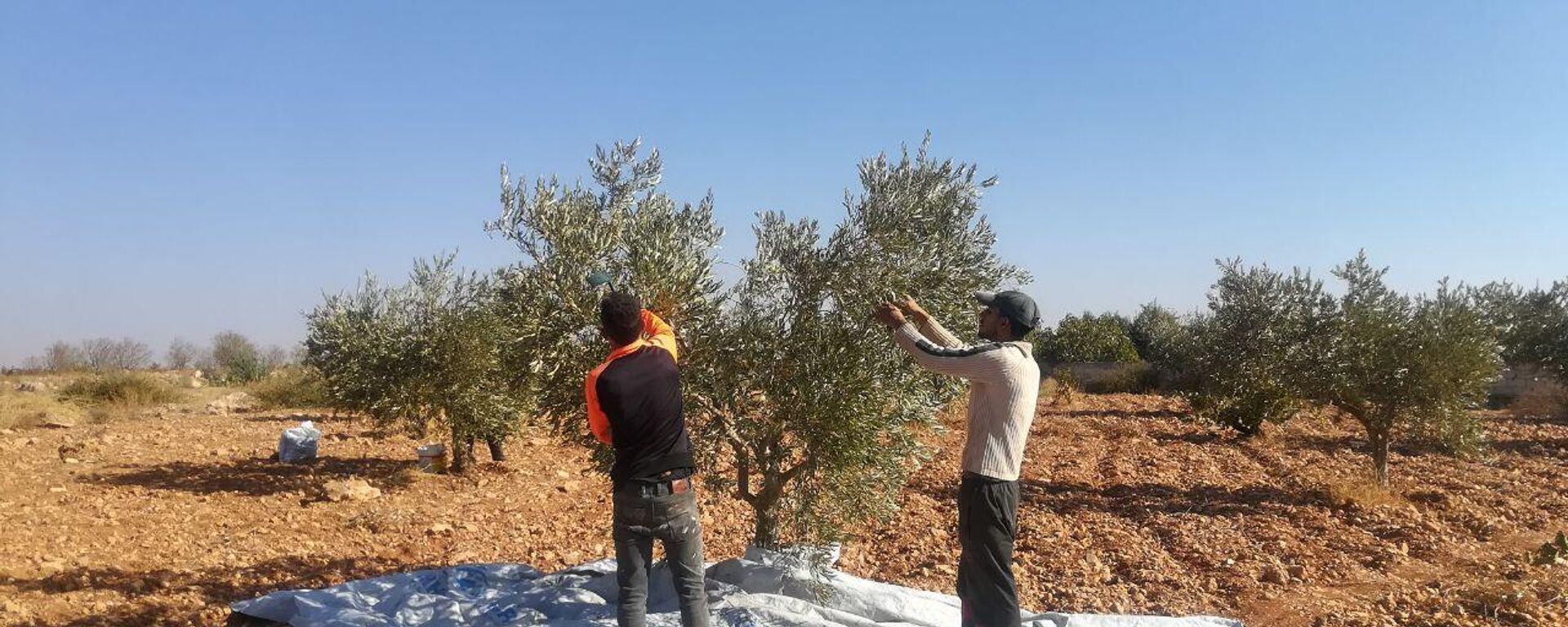 مواسم الزيتون في سوريا تكافح أوزار الحصار الأمريكي والجفاف مواسم الزيتون في سوريا تكافح أوزار الحصار الأمريكي والجفاف - سبوتنيك عربي, 1920, 09.11.2022