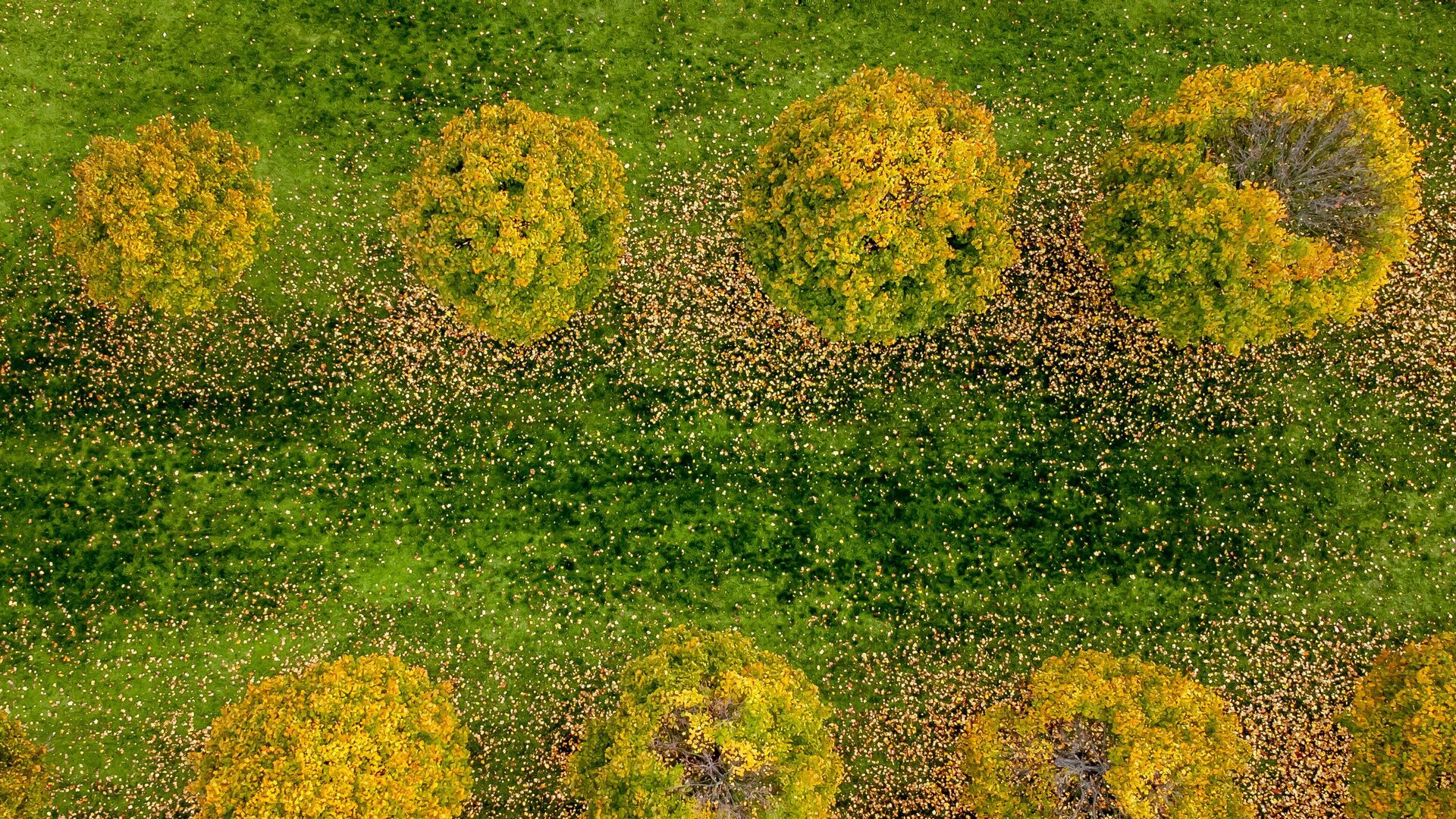 الأشجار تتلون بلون الخريف في حديقة صغيرة في فرانكفورت، ألمانيا، 8 نوفمبر 2022. - سبوتنيك عربي, 1920, 20.12.2024