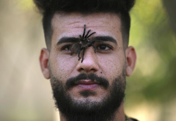 عنكبوت يزحف على وجه شاب عراقي في حديقة حيوانات بغداد في منطقة حدائق الزوراء بالعاصمة، 11 نوفمبر 2022 - سبوتنيك عربي