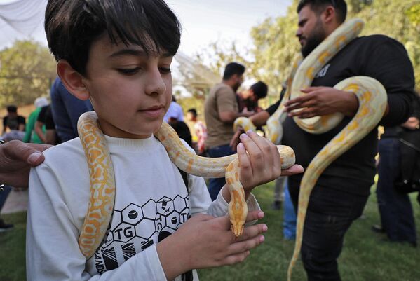 طفل عراقي يحمل ثعبانًا في حديقة حيوانات بغداد في منطقة حدائق الزوراء بالعاصمة بغداد، 11 نوفمبر 2022 - سبوتنيك عربي