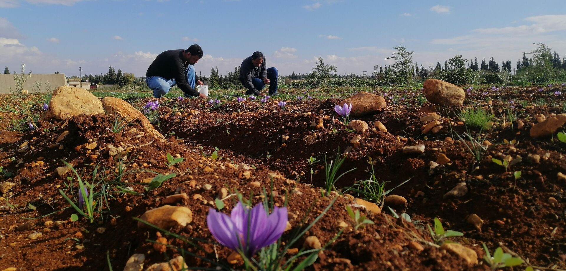زراعة الذهب الأحمر تبدأ بالانتشار في سوريا - سبوتنيك عربي, 1920, 01.12.2022