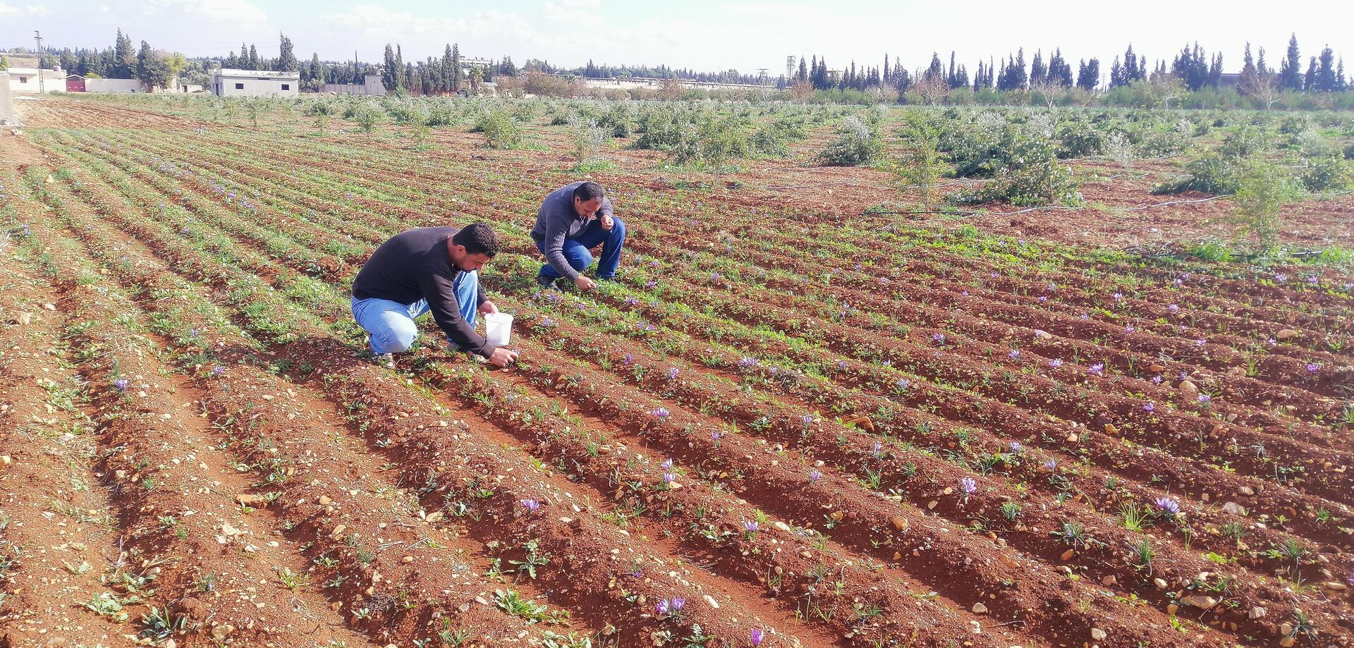 زراعة الذهب الأحمر تبدأ بالانتشار في سوريا - سبوتنيك عربي, 1920, 01.12.2022
