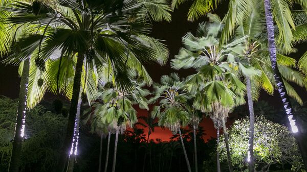 يُرى توهج ثوران ماونا لوا من خلال بستان من أشجار النخيل، في كونا، هاواي.  28 نوفمبر، 2022 - سبوتنيك عربي