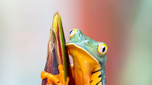  - سبوتنيك عربي