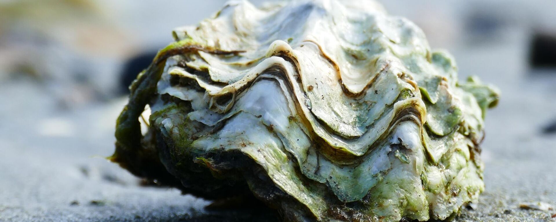 أحد أصناف المحار البحري  - سبوتنيك عربي, 1920, 21.01.2025