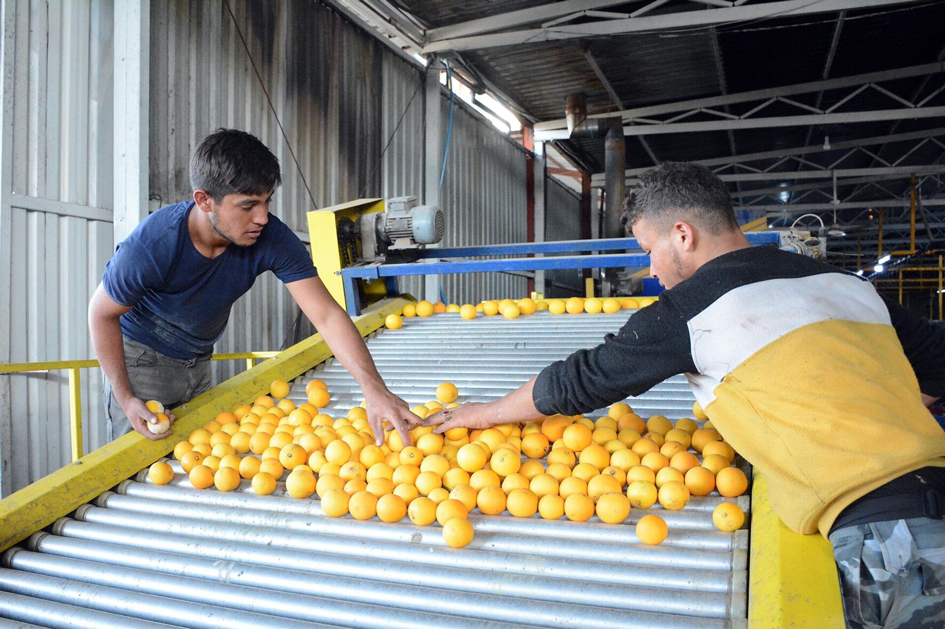 تعثر الخط البحري المباشر بين سوريا وروسيا يهدد محصولا استراتيجيا - سبوتنيك عربي, 1920, 11.01.2023