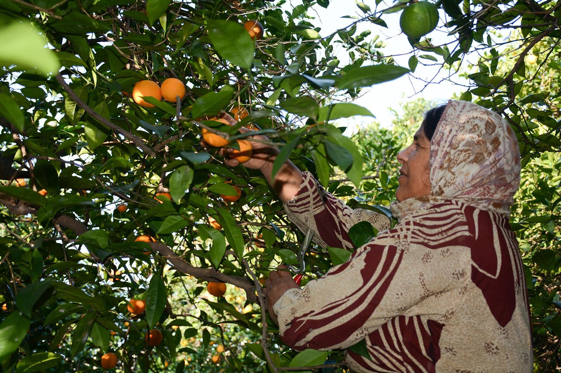 تعثر الخط البحري المباشر بين سوريا وروسيا يهدد محصولا استراتيجيا - سبوتنيك عربي, 1920, 11.01.2023