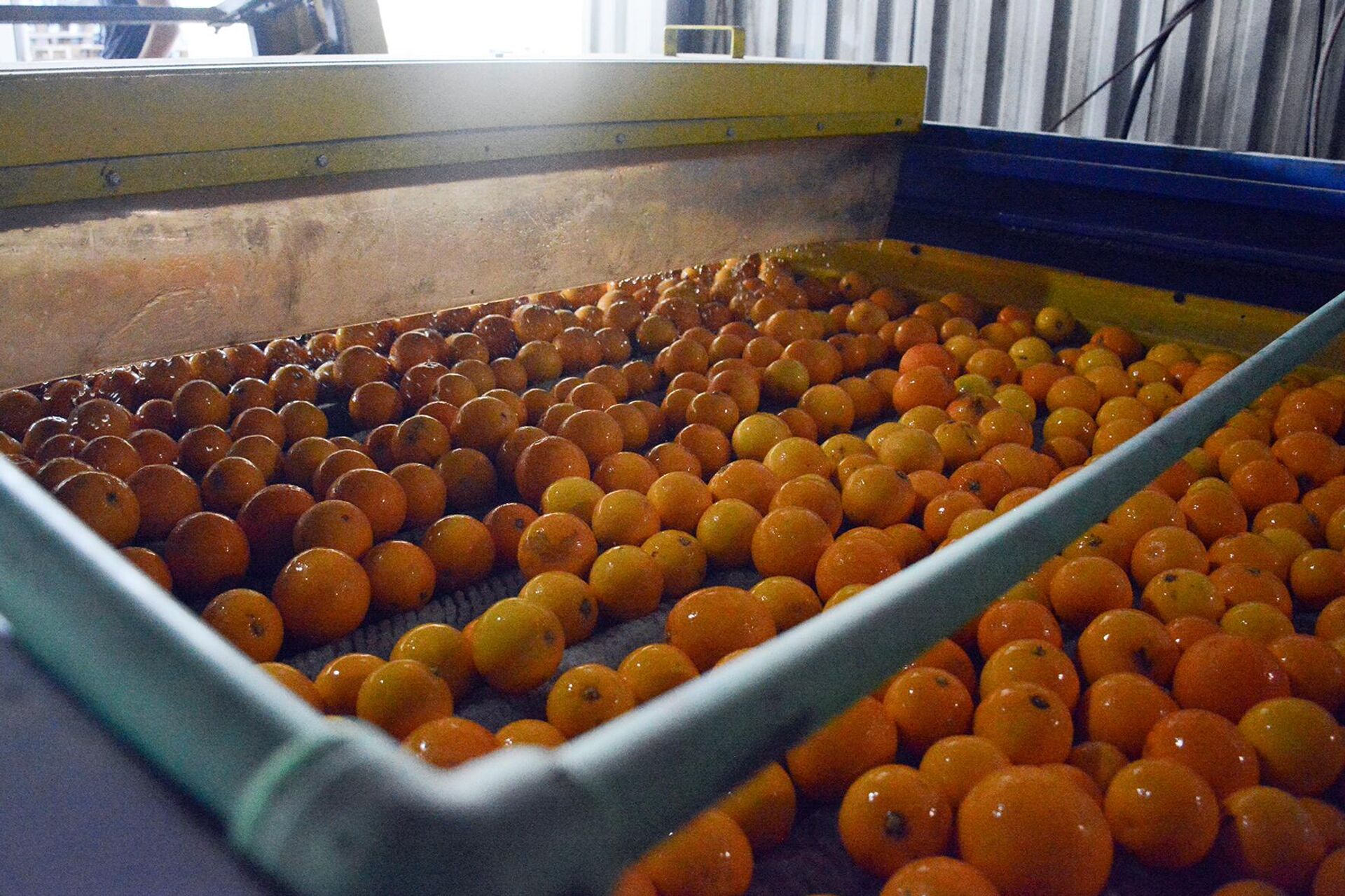 تعثر الخط البحري المباشر بين سوريا وروسيا يهدد محصولا استراتيجيا - سبوتنيك عربي, 1920, 11.01.2023