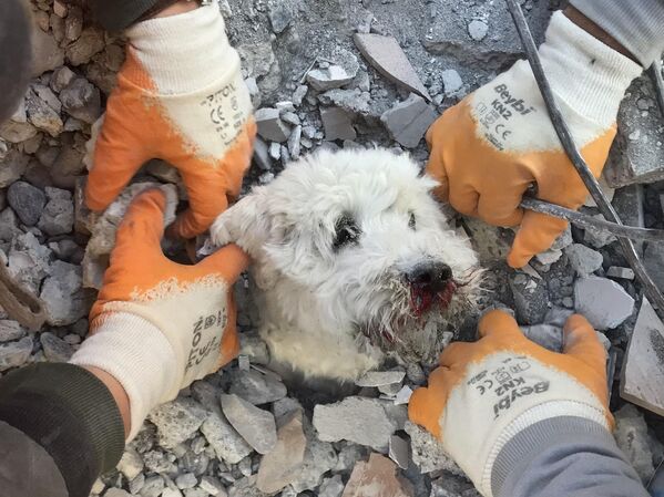 ينتشل رجال الإنقاذ كلبًا يُدعى باموق من أنقاض مبنى منهار في هاتاي التركية في 9 فبراير 202 ، بعد ثلاثة أيام من وقوع زلزال هائل.  - سبوتنيك عربي