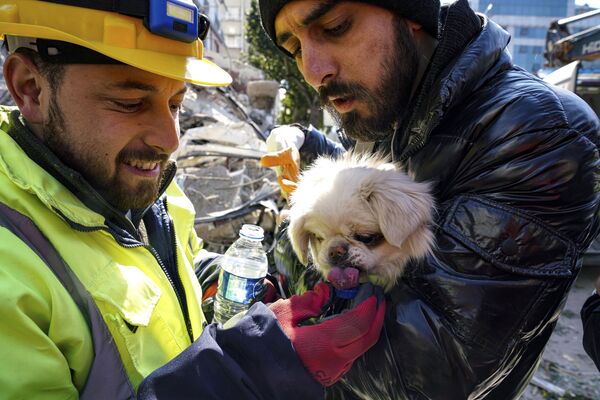 عمال الإنقاذ يقدمون الماء لكلبًا بعد عملية إنقاذ في هاتاي، جنوب تركيا، 10 فبراير 2023. - سبوتنيك عربي