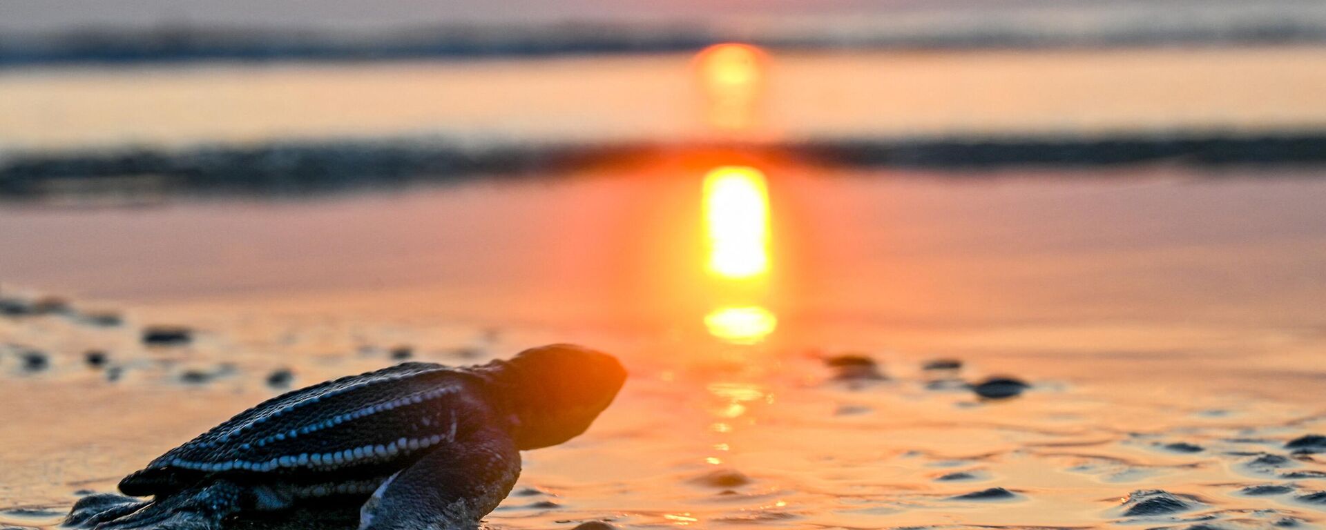 إطلاق سلاحف بحرية صغيرة في البحر أثناء غروب الشمس على شاطئ لهوكنغا في مقاطعة آتشيه، إندونيسيا في 25 فبراير 2023. - سبوتنيك عربي, 1920, 10.03.2024