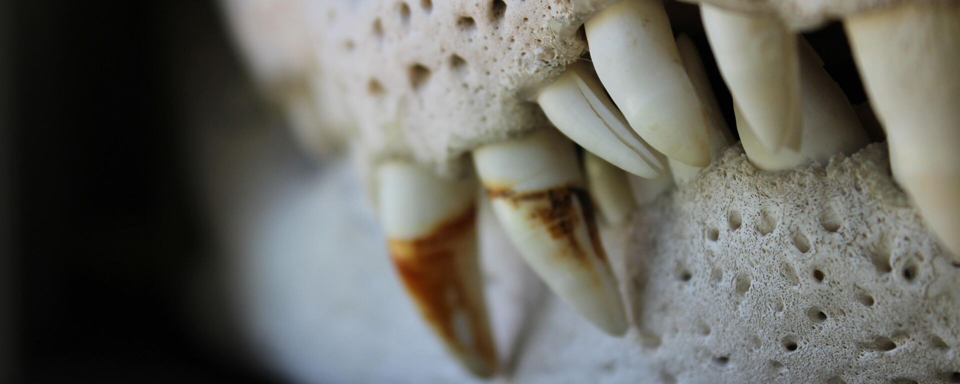 اسنان عملاقة لزاحف ضخم  - سبوتنيك عربي, 1920, 02.03.2023