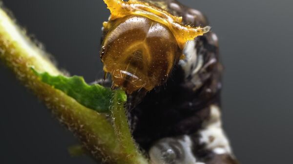  - سبوتنيك عربي